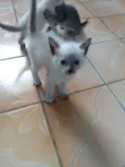 Filhotes 
