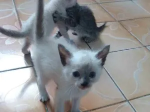 Gato raça Srd idade Abaixo de 2 meses nome Filhotes 