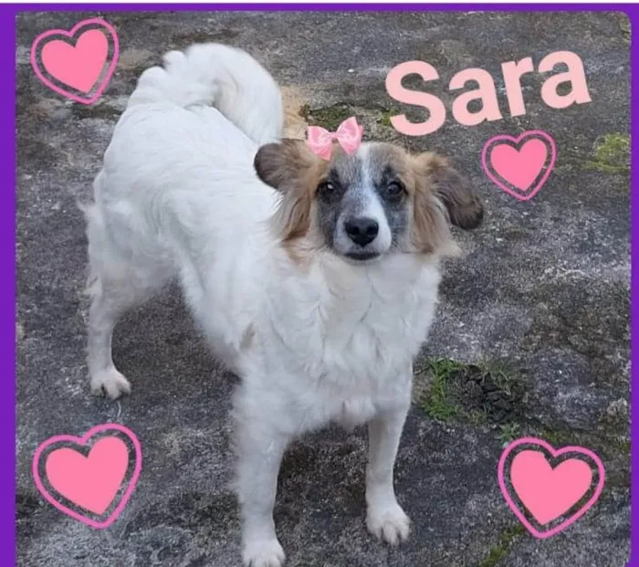 Cachorro ra a SRD idade 3 anos nome Sara