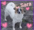 Sara