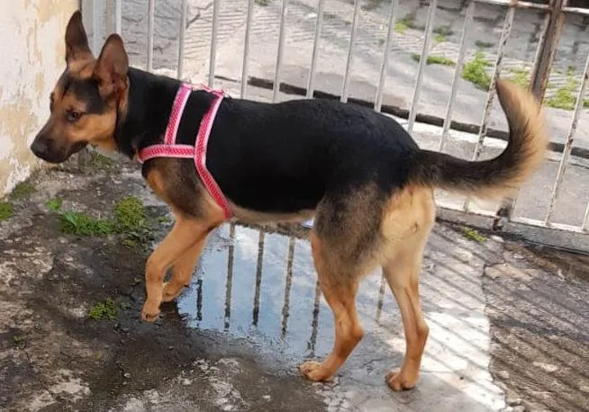 Cachorro ra a Mestiça de pastor alemão idade 1 ano nome Meg
