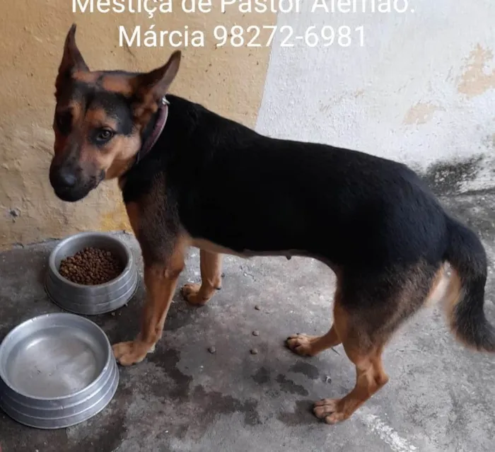Cachorro ra a Mestiça de pastor alemão idade 1 ano nome Meg