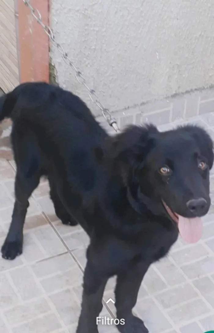 Cachorro ra a Mestiço de labrador  idade 2 anos nome Alita 