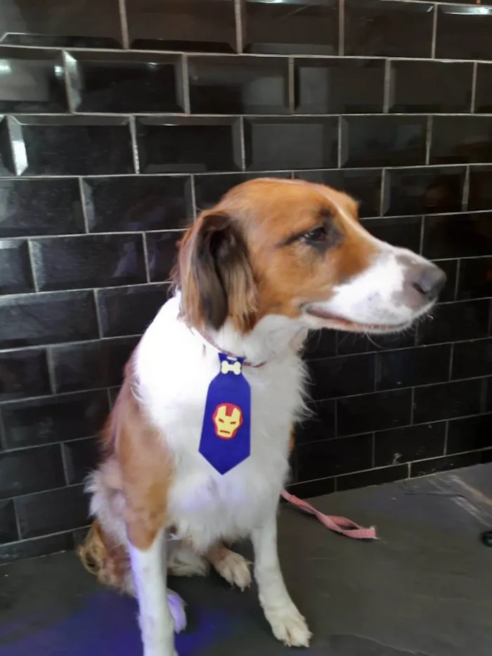 Cachorro ra a SRD idade 2 anos nome Chorão