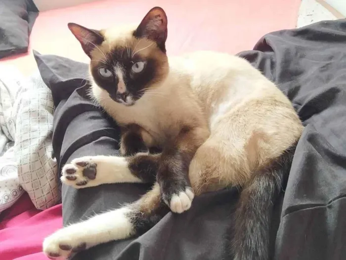 Gato ra a Sem raça idade 7 a 11 meses nome Lindinha 