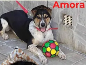 Cachorro raça Border collie com SRD  idade 7 a 11 meses nome Amora