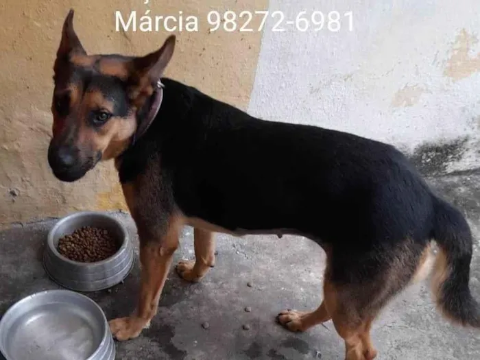 Cachorro ra a Mestiça de pastor alemão idade 1 ano nome Meg