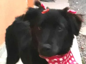 Cachorro raça Mestiço de labrador  idade 2 anos nome Alita 