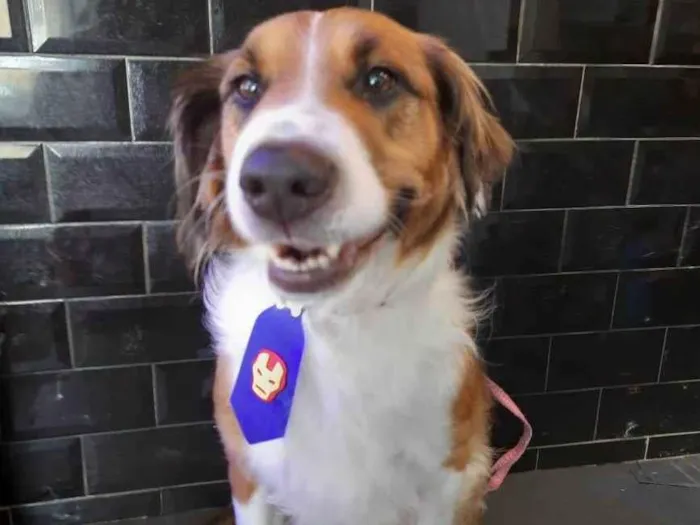 Cachorro ra a SRD idade 2 anos nome Chorão