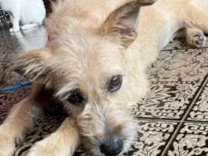 Cachorro raça SRD idade 2 anos nome Belinha