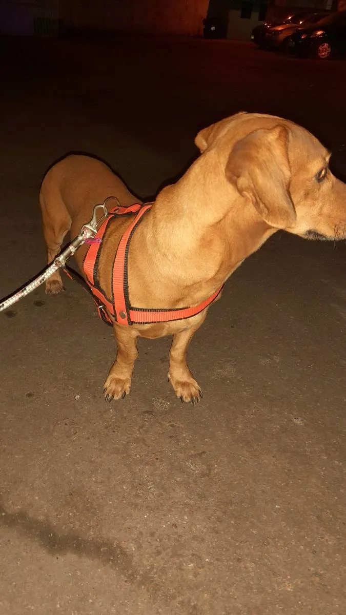 Cachorro raça Basser salsicha  idade 2 a 6 meses nome Hulck