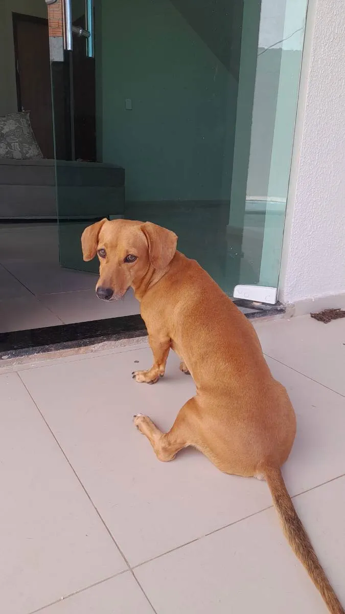 Cachorro raça Basser salsicha  idade 2 a 6 meses nome Hulck