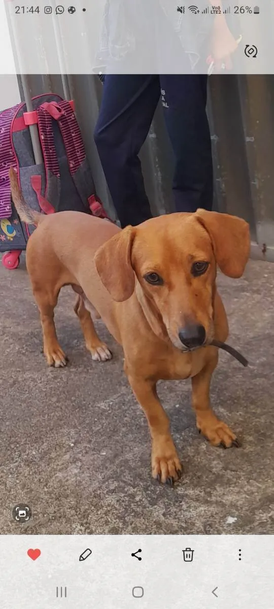 Cachorro raça Basser salsicha  idade 2 a 6 meses nome Hulck