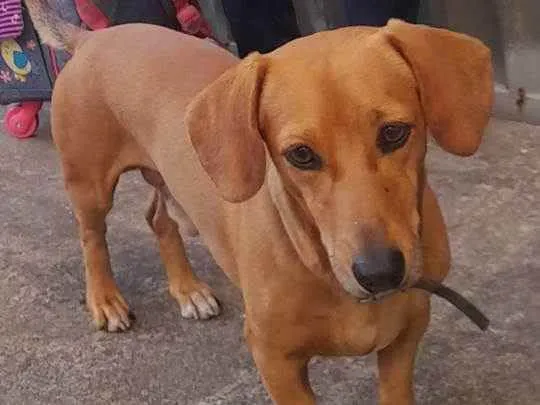 Cachorro raça Basser salsicha  idade 2 a 6 meses nome Hulck