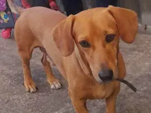 Cachorro raça Basser salsicha  idade 2 a 6 meses nome Hulck