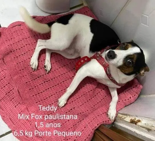 Cachorro raça Srd  idade 1 ano nome Teddy 