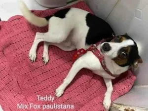 Cachorro raça Srd  idade 1 ano nome Teddy 