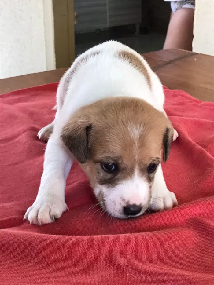 Cachorro ra a  idade Abaixo de 2 meses nome Lola  , Marsha