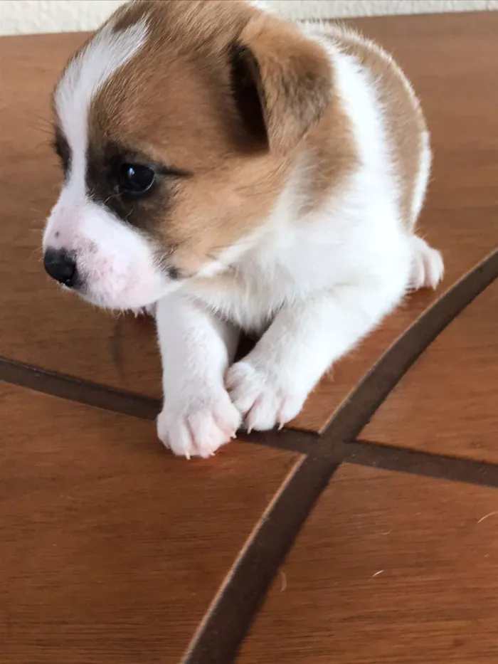 Cachorro ra a  idade Abaixo de 2 meses nome Lola  , Marsha