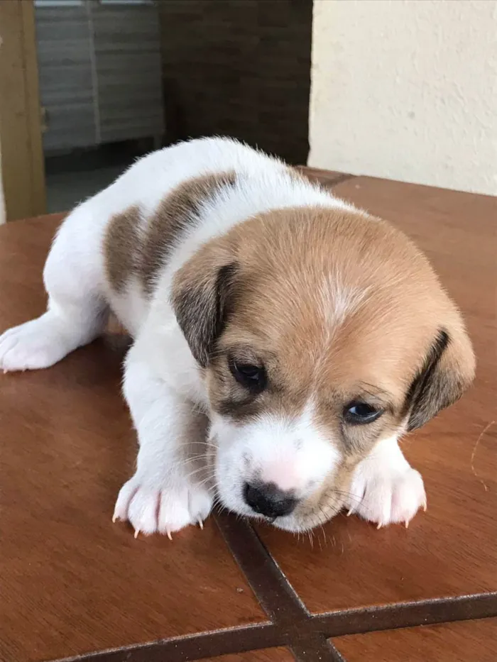 Cachorro ra a  idade Abaixo de 2 meses nome Lola  , Marsha