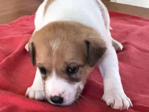 Cachorro raça  idade Abaixo de 2 meses nome Lola  , Marsha