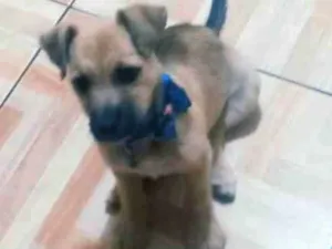 Cachorro raça Poodle idade 2 a 6 meses nome Meg