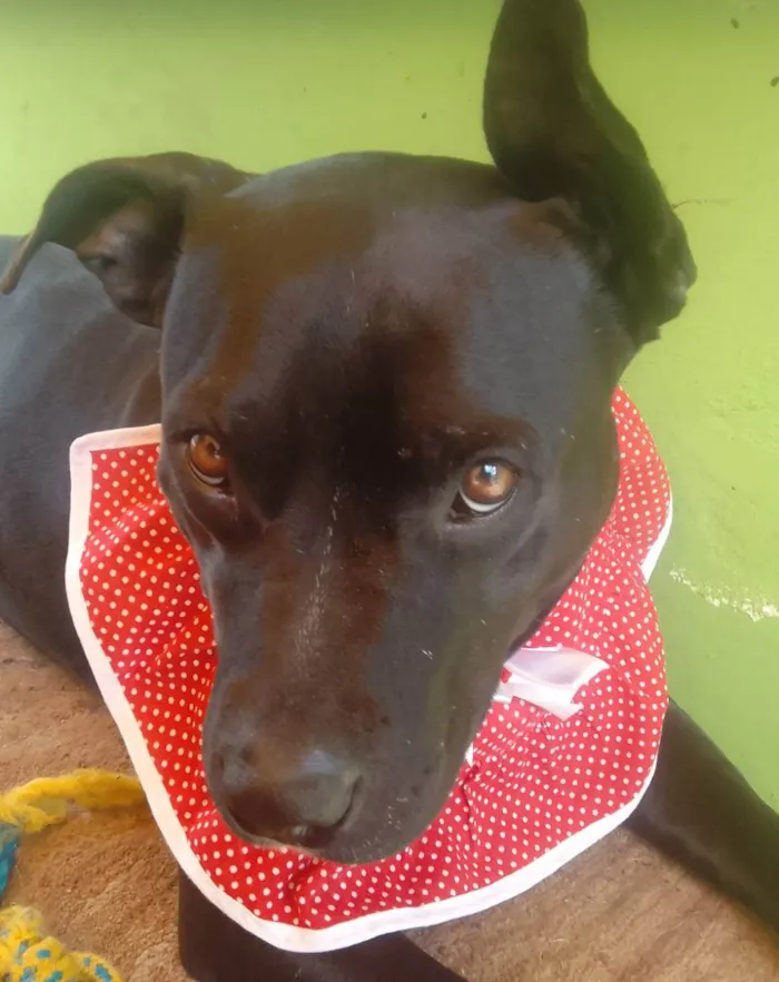 Cachorro raça SRD idade 2 anos nome ZIRA