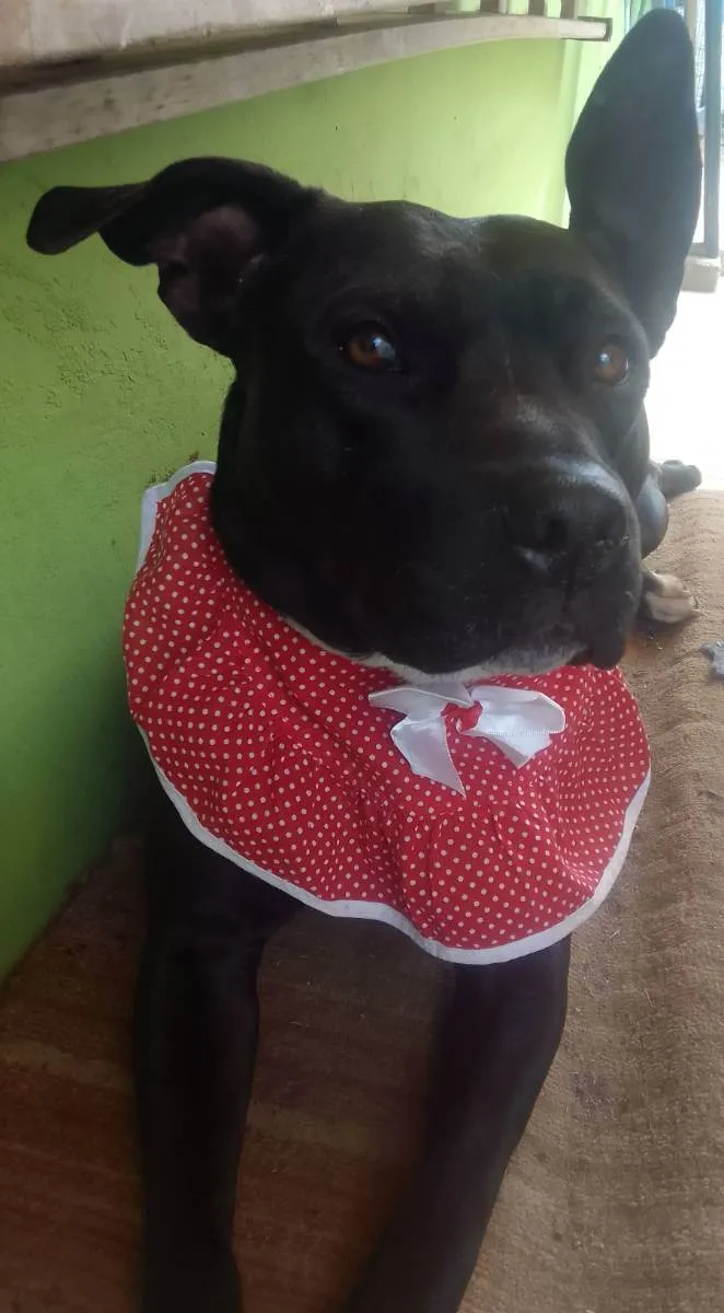 Cachorro raça SRD idade 2 anos nome ZIRA