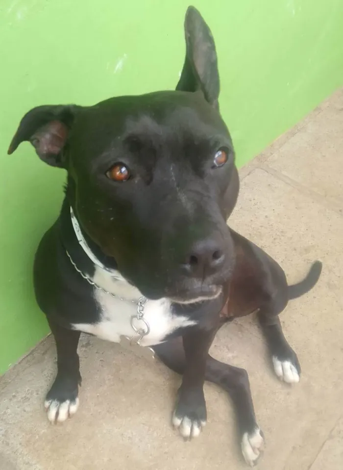 Cachorro raça SRD idade 2 anos nome ZIRA