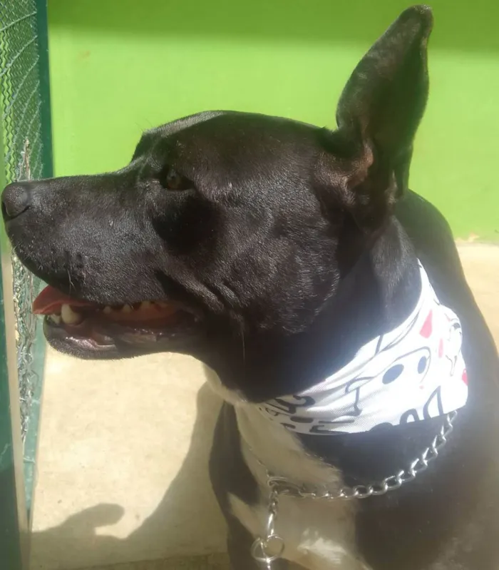 Cachorro raça SRD idade 2 anos nome ZIRA