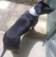 ZIRA