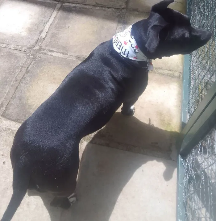 Cachorro raça SRD idade 2 anos nome ZIRA