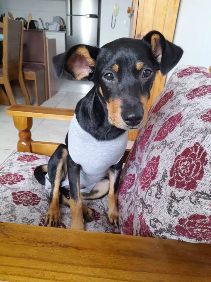 Cachorro ra a Indefinida  idade 7 a 11 meses nome Felicidade