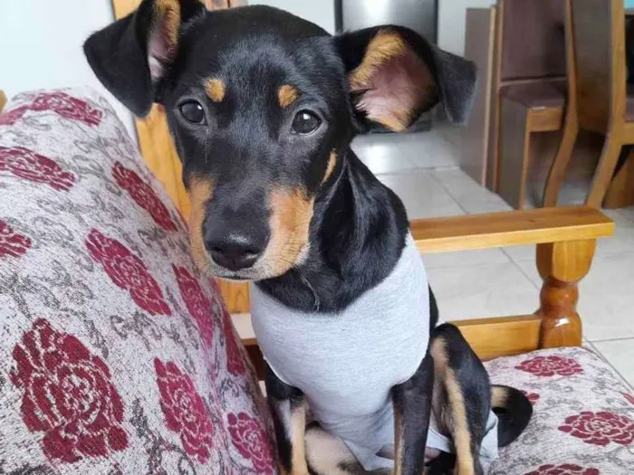 Cachorro ra a Indefinida  idade 7 a 11 meses nome Felicidade