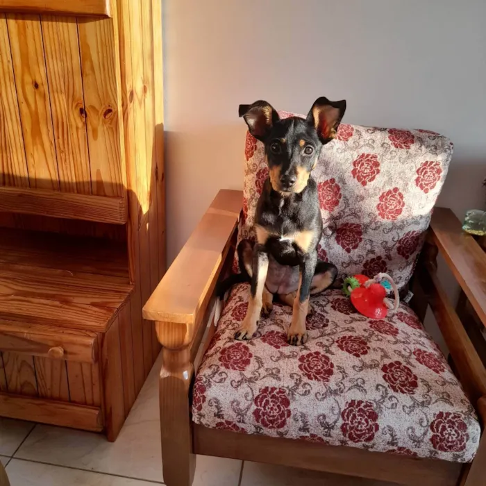 Cachorro ra a Indefinida  idade 7 a 11 meses nome Felicidade