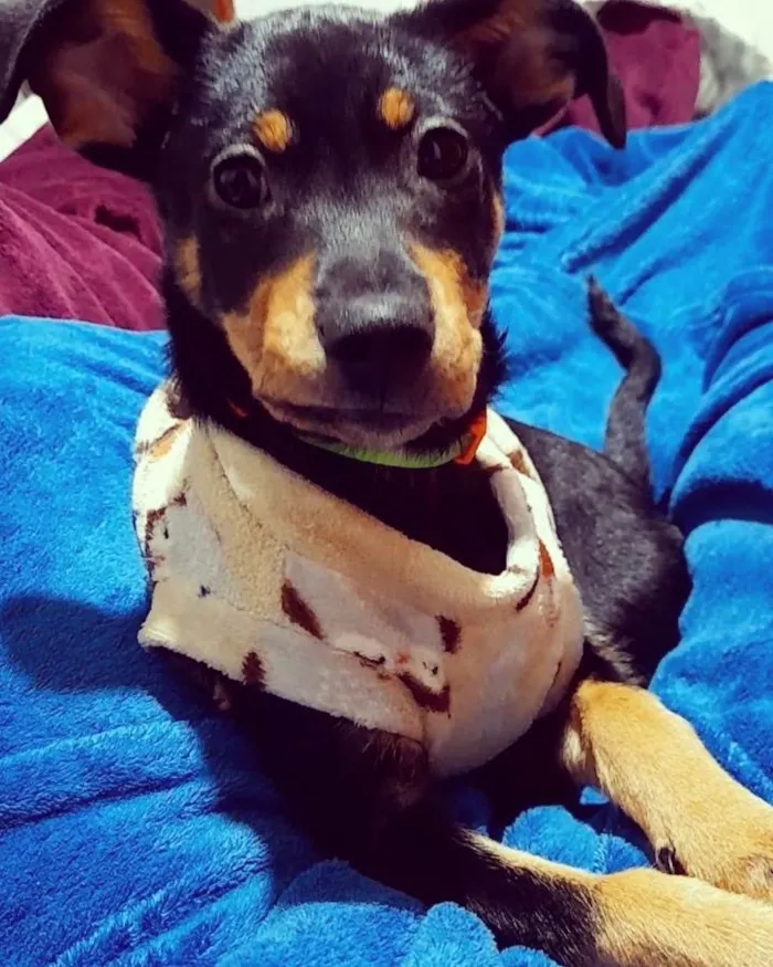 Cachorro ra a Indefinida  idade 7 a 11 meses nome Felicidade