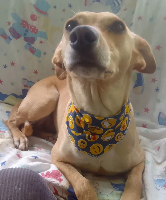 Cachorro raça SRD idade 1 ano nome Cecília 