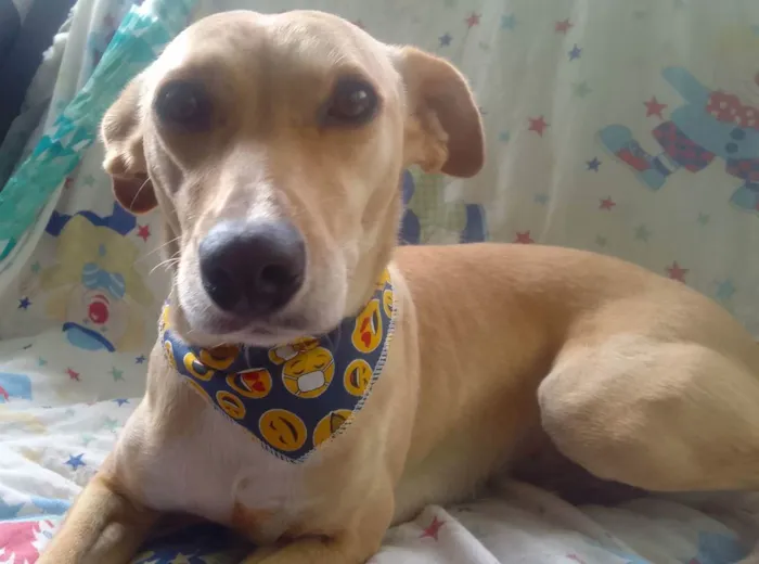 Cachorro raça SRD idade 1 ano nome Cecília 