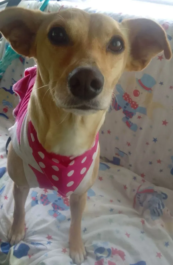Cachorro raça SRD idade 1 ano nome Cecília 