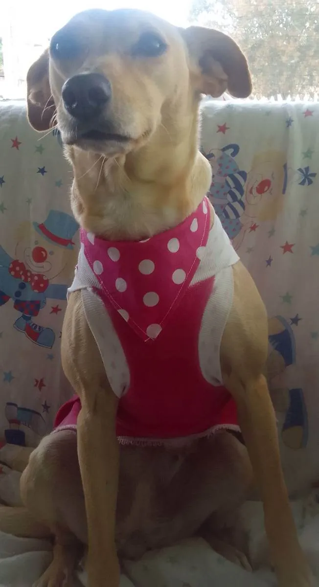 Cachorro raça SRD idade 1 ano nome Cecília 