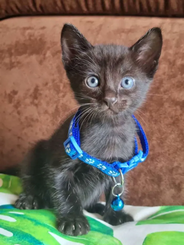 Gato raça  idade Abaixo de 2 meses nome Nemo 