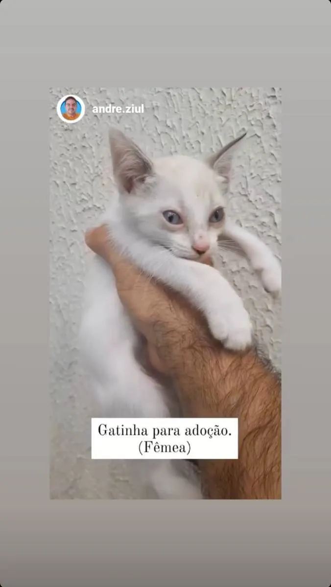 Gato ra a Ciames idade 2 a 6 meses nome Branquinha 