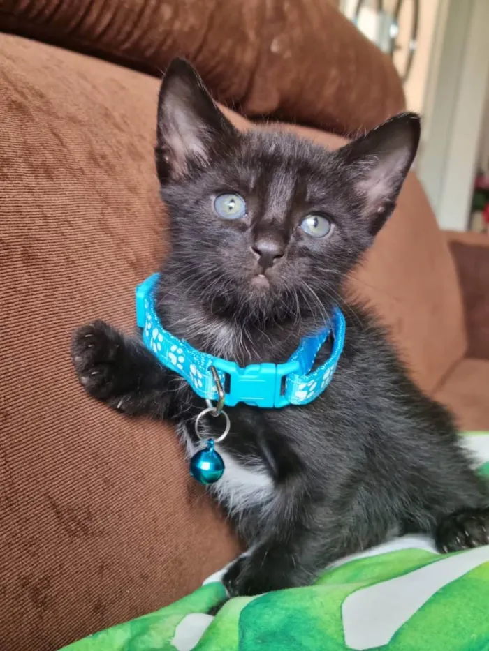 Gato raça  idade Abaixo de 2 meses nome Sushi 