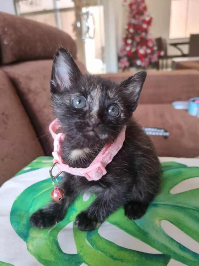 Gato raça  idade Abaixo de 2 meses nome Fiona 