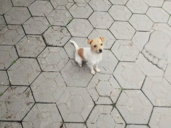 Cachorro ra a Pinther com shizu idade 2 a 6 meses nome Belinha 