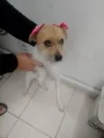 Belinha 