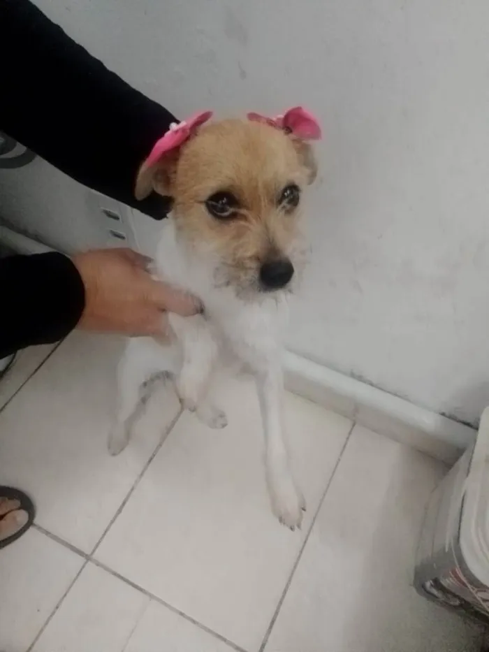 Cachorro ra a Pinther com shizu idade 2 a 6 meses nome Belinha 