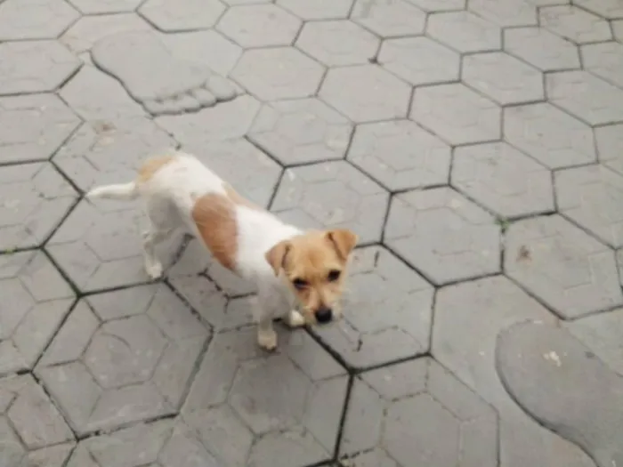 Cachorro ra a Pinther com shizu idade 2 a 6 meses nome Belinha 