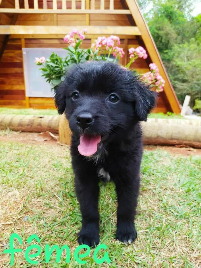 Cachorro ra a Sem raça definida idade Abaixo de 2 meses nome sem nome