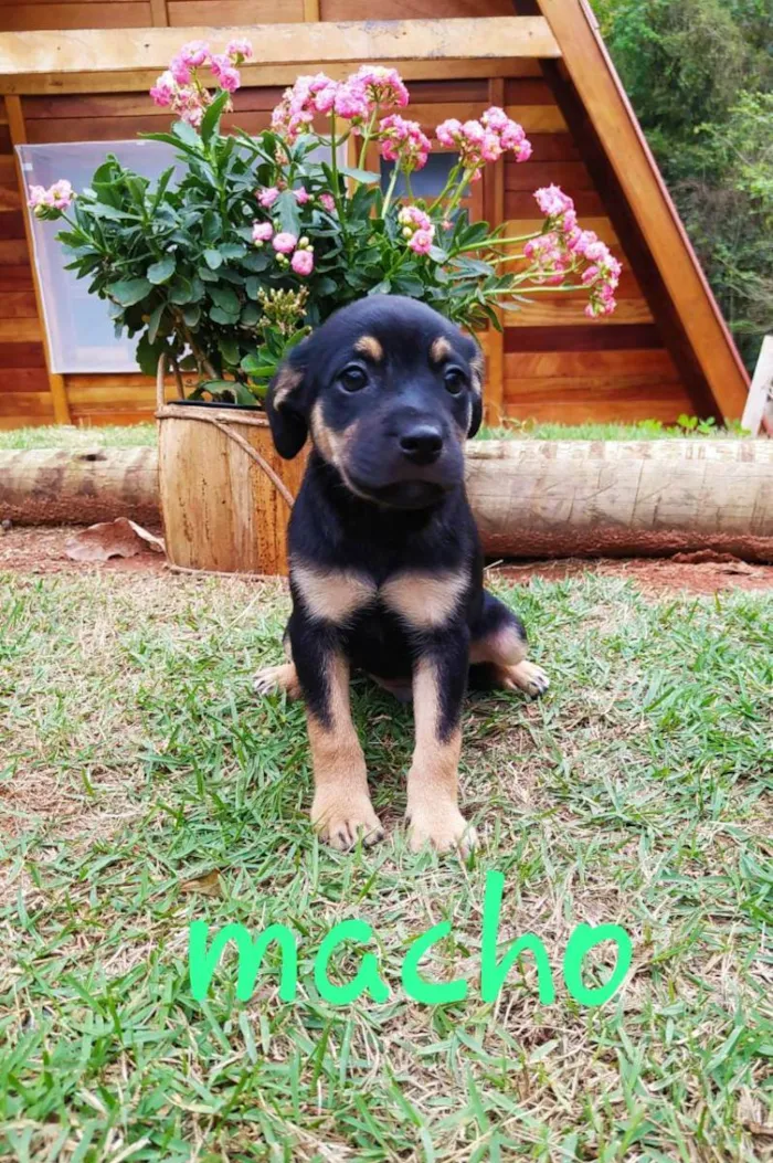 Cachorro ra a Sem raça definida idade Abaixo de 2 meses nome sem nome